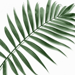 Gravura Coqueiros para Quadro