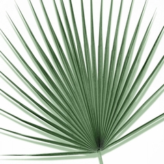 Gravura Palmeiras
