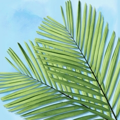Gravura Folhas de Palmeira