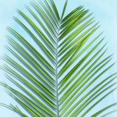 Gravura Folhagens