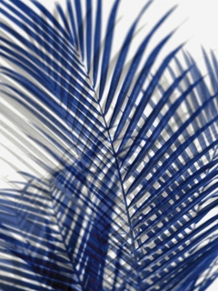 Palm Shadows Blue I - Melonie Miller