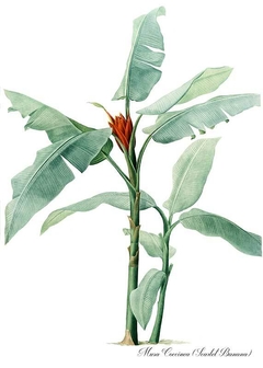Gravura - Bananeira Coccinea - comprar online