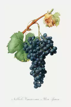 Nebbiolo Canavesano o,Uva Spana - Giorgio Gallesio