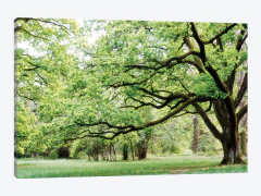 poster árvores para quadro