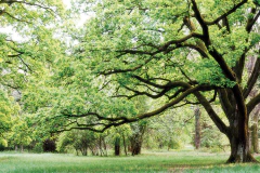 pôster paisagem árvore