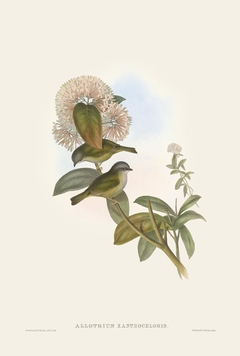 Birds of Ásia LXXVI - John Gould