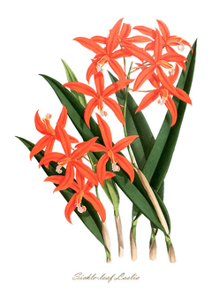 Gravura Orquídea - Sickle Lleaf Laelia