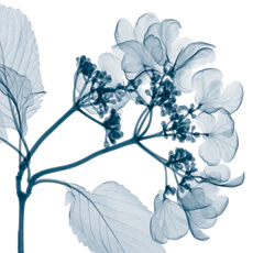 gravuras de flores delicada em tons de azul