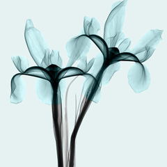 Gravura de Flores Azul