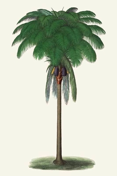 quadro com coqueiros