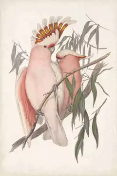 Gravura de Pássaros e Flores
