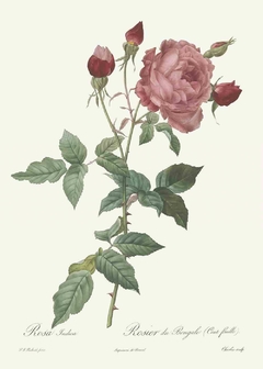 Gravura Rosas Antiga