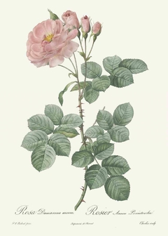 Gravura Rosas para Decoração