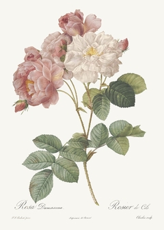 Imagem do 20 Gravuras Rosas Redoute