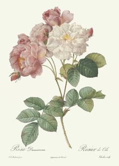 Quadro com Rosas