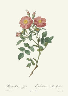 Rosa Rubiginosa Zabeth - Pierre Joseph Redouté
