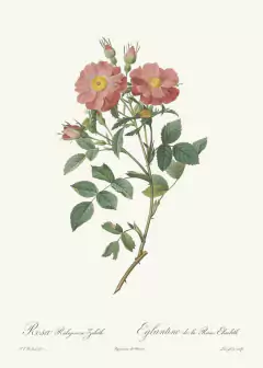 Rosa Rubiginosa Zabeth - Pierre Joseph Redouté