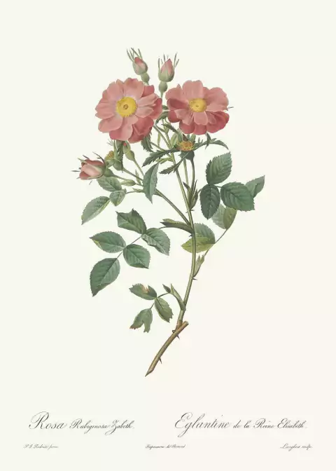 Rosa Rubiginosa Zabeth - Pierre Joseph Redouté