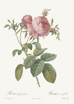 20 Gravuras Rosas Redoute