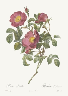 20 Gravuras Rosas Redoute - comprar online