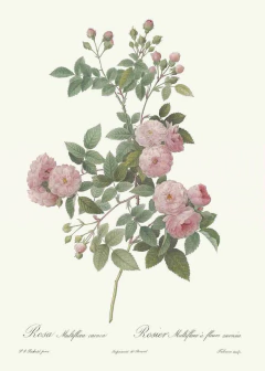 25 Gravuras Rosas Redoute - comprar online