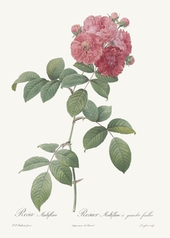 20 Gravuras Rosas Redoute - loja online