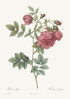 20 Gravuras Rosas Redoute