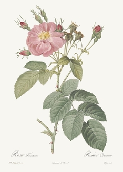 20 Gravuras Rosas Redoute