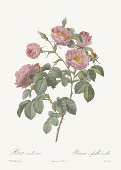 20 Gravuras Rosas Redoute - comprar online
