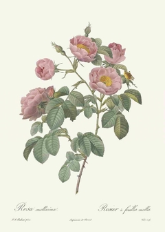 Quadro com Rosas Clássicas