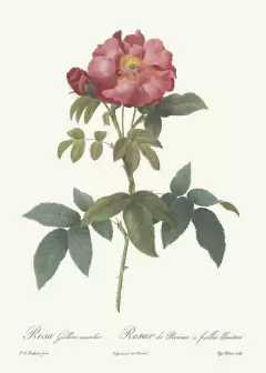 Rosa Gallica Caerulea - Pierre Joseph Redouté