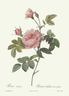 Gravura Rosas clássicas