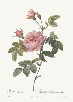 20 Gravuras Rosas Redoute - Pictus - Quadros, Gravuras e Posters -Entrega em Todo Brasil