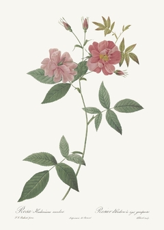 20 Gravuras Rosas Redoute