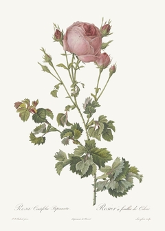 20 Gravuras Rosas Redoute - comprar online