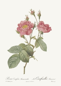 20 Gravuras Rosas Redoute - comprar online