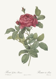 Imagem do 20 Gravuras Rosas Redoute