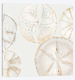 Gravura Conchas do mar para decoração