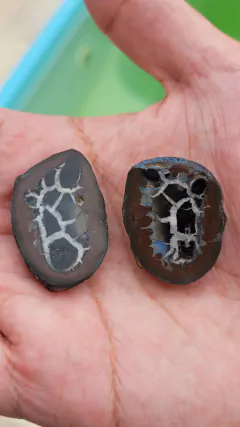 Nódulos de septariana bruta serrada - par - Orgonites e loja de artigos esotéricos