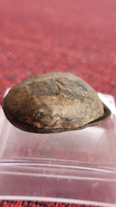 Imagem do Nódulos de septariana bruta serrada - par