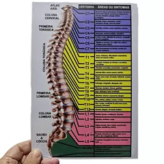 Gráfico Coluna Colorida - Avaliação Vertebral em PVC 17x25 - comprar online