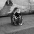 Anillo único Chewbacca en internet