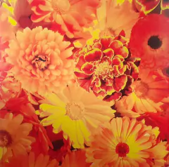 Siouxsie And The Banshees – All Souls (VINIL) na internet