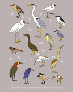 Poster Garzas de Argentina - comprar online