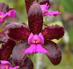 C. leopoldii (Dark Princess x 3x )