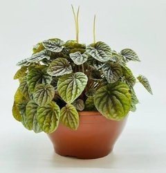 Peperomia caperata cuia 21