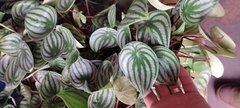 Peperomia melancia