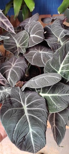 Alocasia black