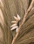 Aro Cuff Sirenita - comprar online