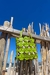 Imagen de Cartera AroAro mini | Cuero Green Lime